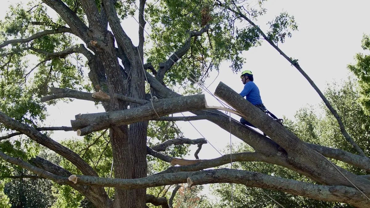Professional Crown Thinning performed by certified arborists in De Leon