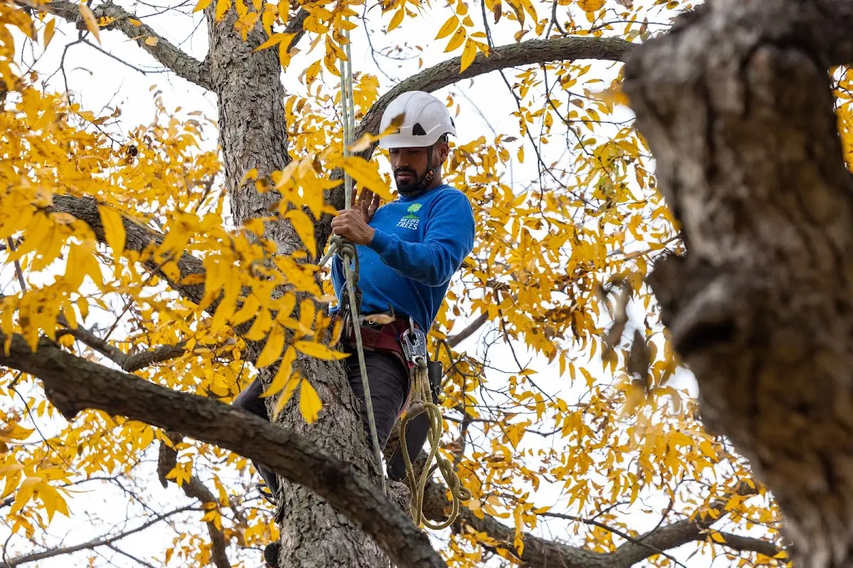 Skilled Tree Trimming crew working in De Leon